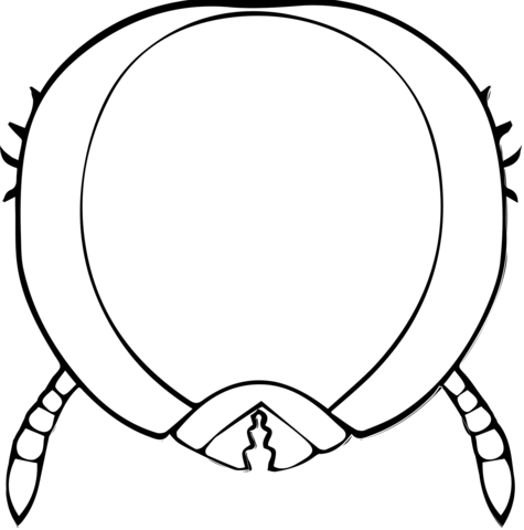 Turtle Ant Major Coloring Page